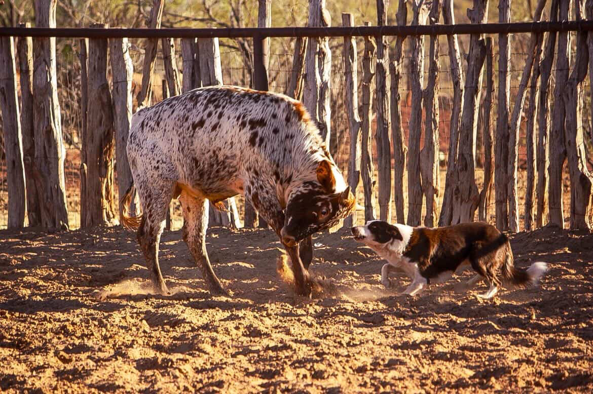 Working ranch dog facing a longhorn in the pen